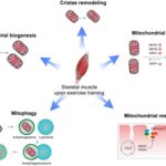 The Oxygen Paradox: Understanding Oxidative Stress