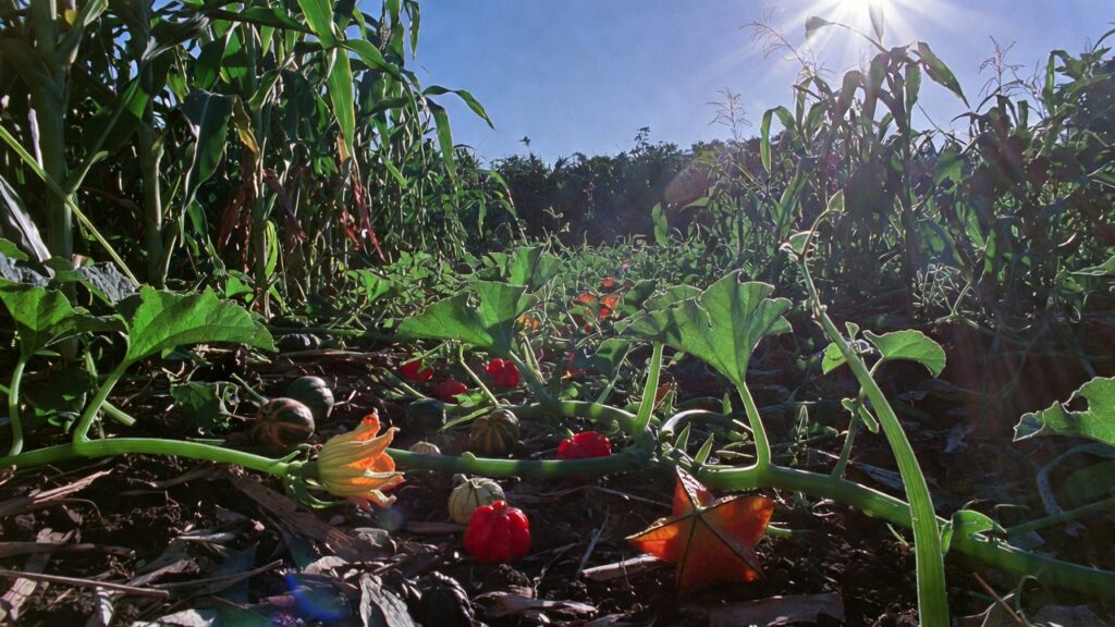 food of the mediterranian