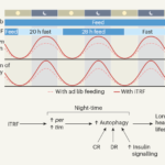 Unlock Youthful Vitality: How Oxidative Stress Biomarkers Reveal the Secret to Anti-Aging & Disease Prevention