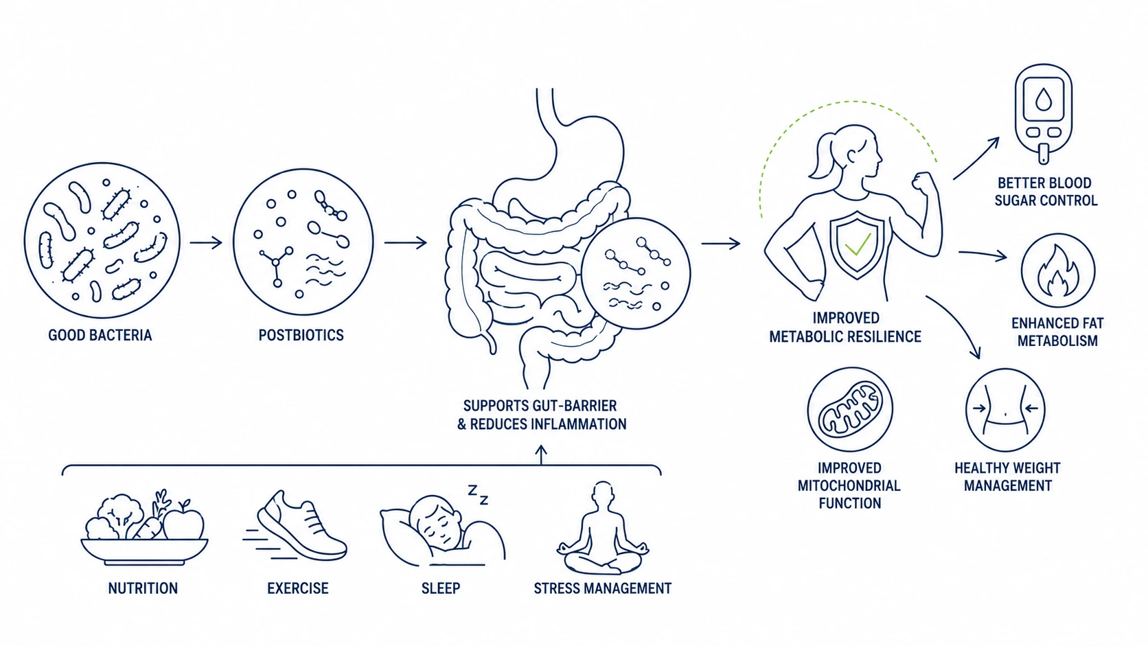 Gut health and metabolic resilience