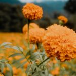 medicinal benefits of marigold