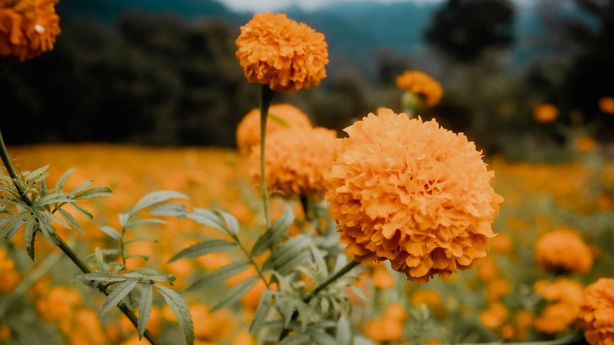 medicinal benefits of marigold